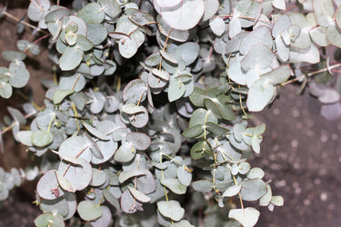 20 SILVER DROP EUCALYPTUS Gunnii Cider Gum Silver Blue Foliage Florist Tree Seeds